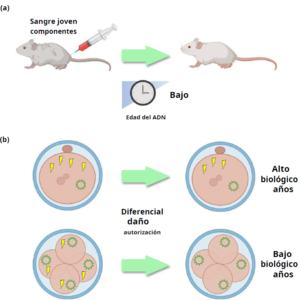 Slow aging and a rejuvenating future