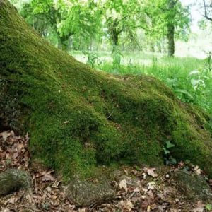 La Carballa da Rocha, medio milenio de Ourensividad de un roble en Rairiz